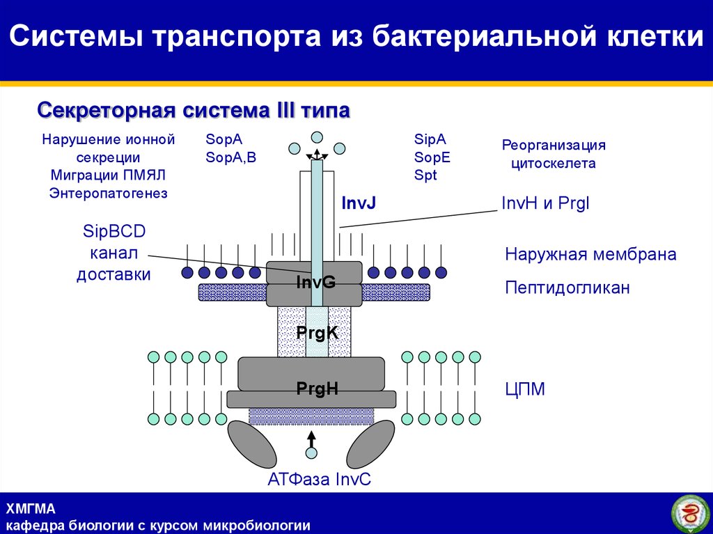 3 типа секреции