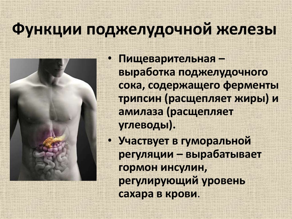 Пищеварительная роль поджелудочной железы. Функции поджелудочной железы человека кратко. Функции поджелудочной железы кратко. Функции поджелудочойх желез. Функции поджелудочной железыелезы.