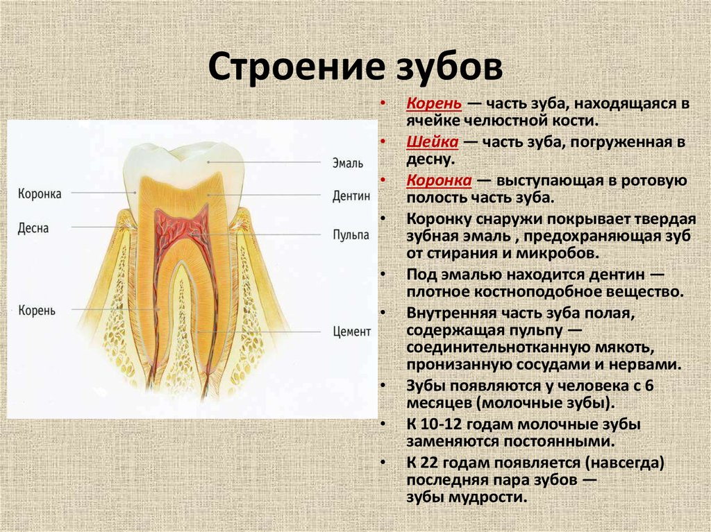 Корень зуба находится