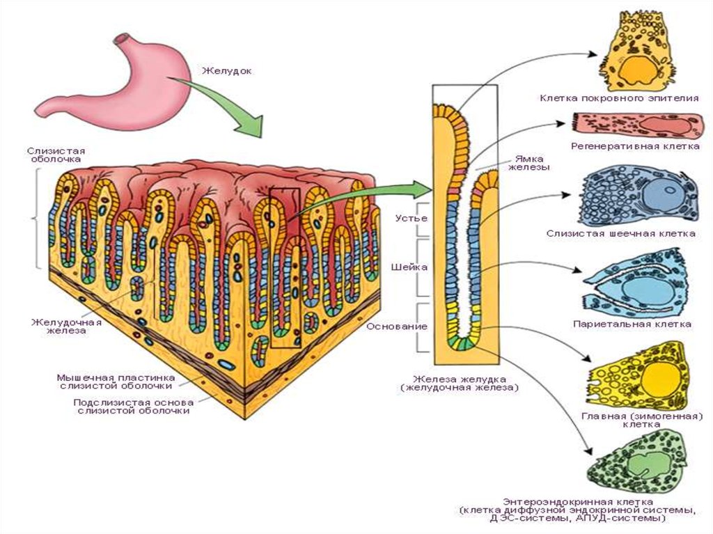 Клетки слизистой желудка вырабатывают. Клетки пищеварительных желез желудка таблица. Клетки собственных желез желудка гистология. Железы желудка их функции и строение. Главные клетки желудка функции.