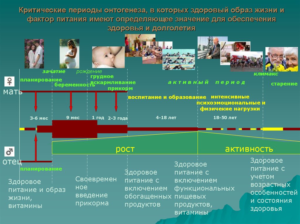 Онтогенез критические периоды развития