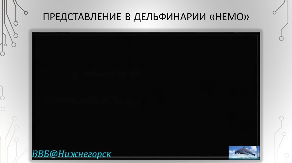 Представление в дельфинарии «немо»