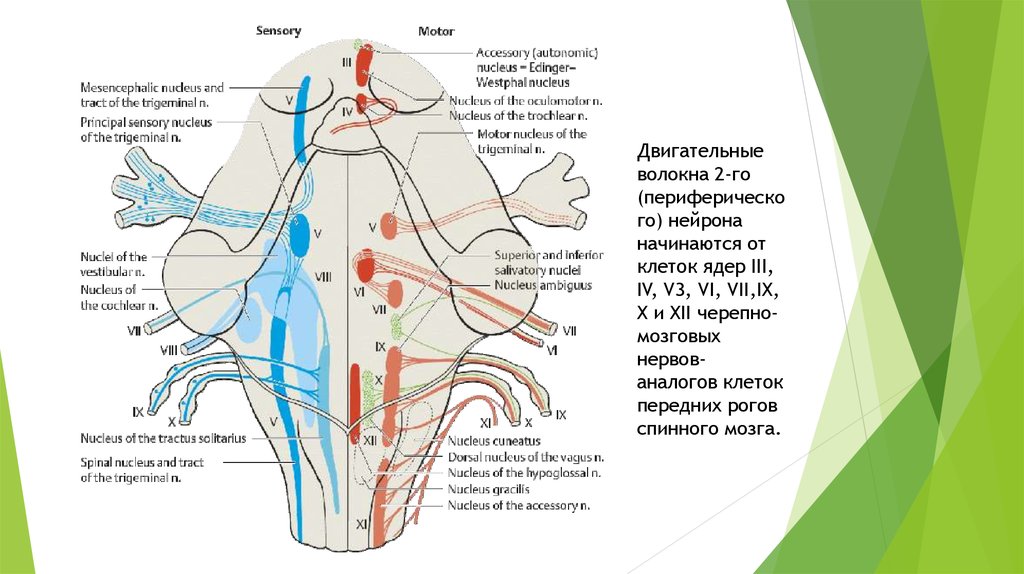 Ядра черепных нервов расположены