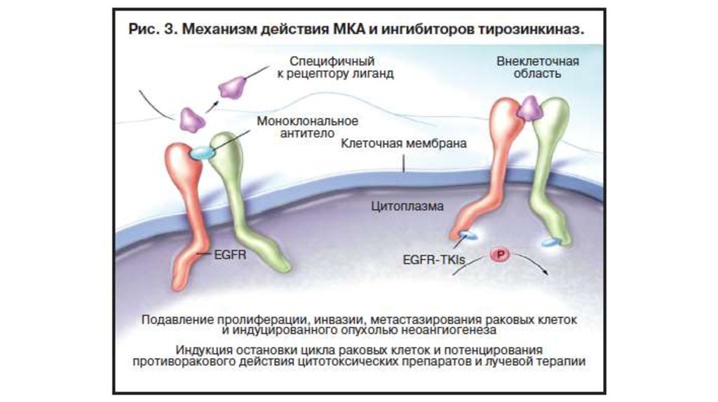 Ингибиторы рака