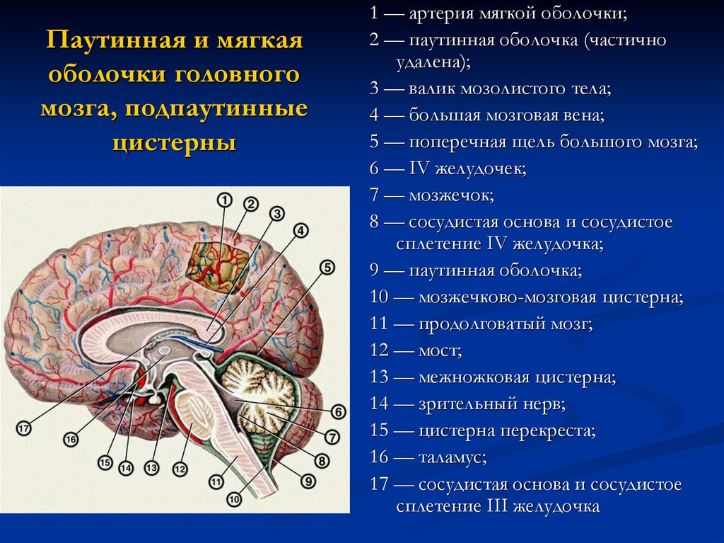 Цистерны мозга. Паутинная оболочка. Подпаутинные цистерны. Задняя мозжечково-мозговая цистерна. Топография цистерн головного мозга. Цистерны паутинной мозговой оболочки.