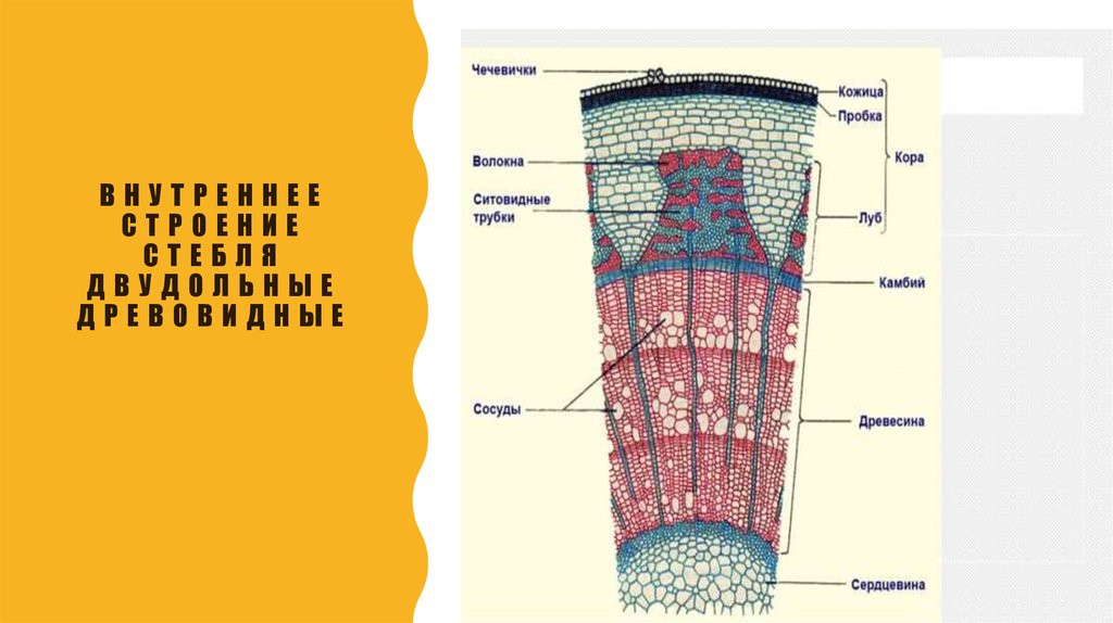 Презентация строение стебля 6. Внешнее строение стебля липы. Элементы внутреннего строения стебля. Сосуды ситовидные трубки волокна. Кожица сосуды ситовидные трубки древесные волокна.