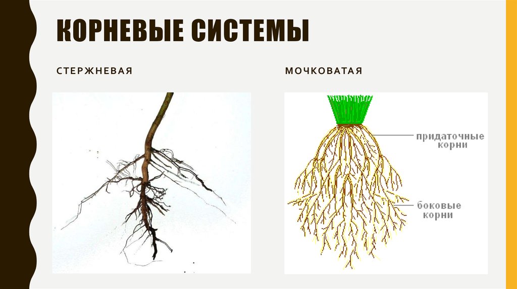 Особенности стержневой корневой. Мочковатая корневая система пшеницы. Схема мочковатой корневой системы. Корневая и мочковатая корневая система. Строение мочковатой корневой системы рисунок.