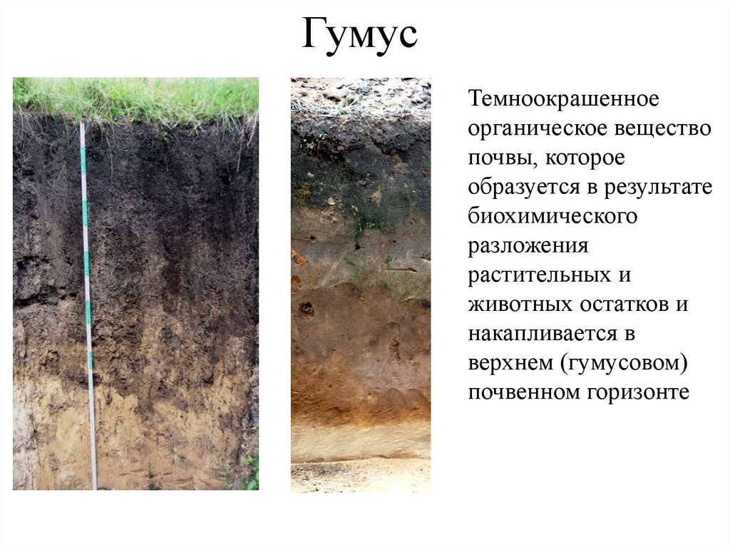 Какая почва менее плодородна. Верхний плодородный слой земли гумус. Органическое вещество почвы гумус. Гумусовый слой почвы. Гумус это минеральное вещество почвы.
