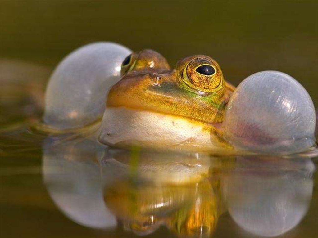 Жаба 7. Жаба 7. Новый вид лягушек. Лягушка арлекин квакша. Индийская тигровая лягушка.