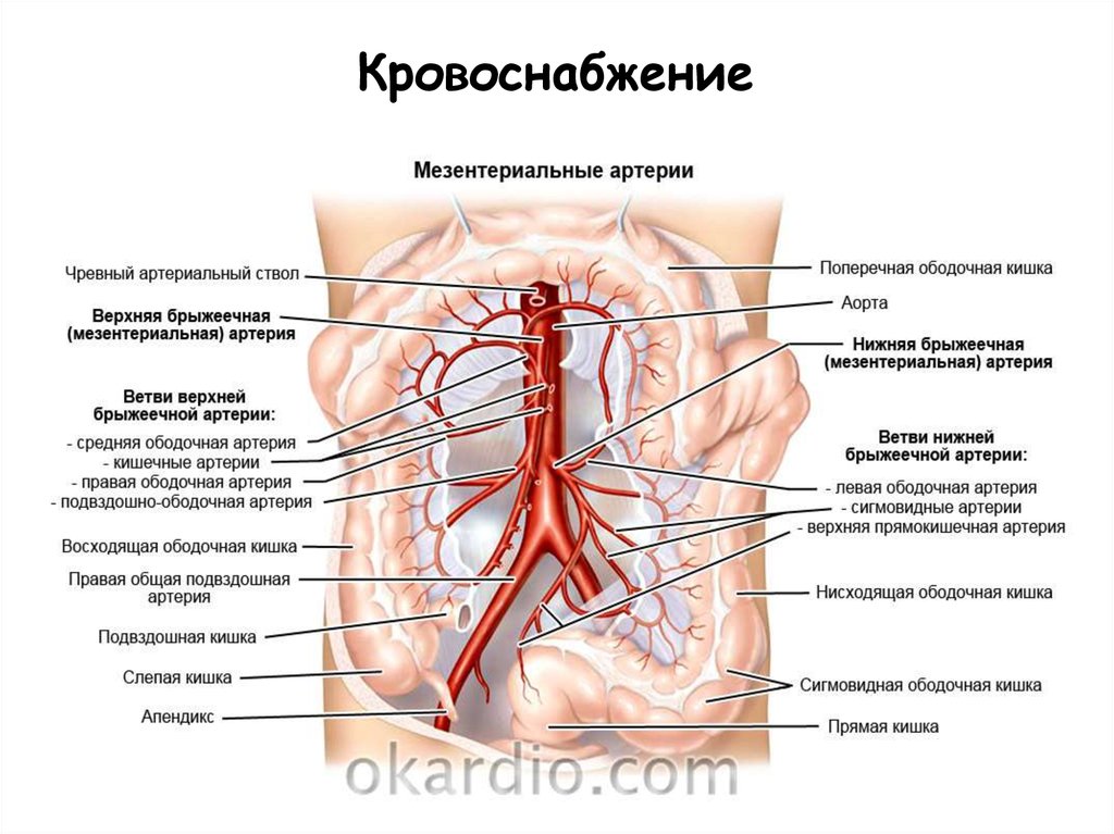 Приток крови к органам. Верхняя брыжеечная артерия анатомия. Ветви нижней брыжеечной артерии схема. Чревный ствол и брыжеечные артерии. Верхняя брыжеечная артерия и Вена.