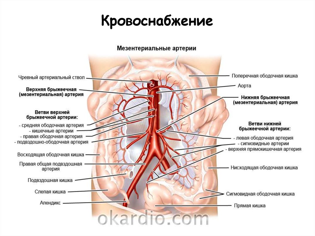 Брыжеечная артерия. Чревный ствол верхняя брыжеечная артерия нижняя брыжеечная артерия. Топография нижней брыжеечной артерии. Тромбоз брыжеечной артерии. Кровоснабжение нижней брыжеечной артерии.