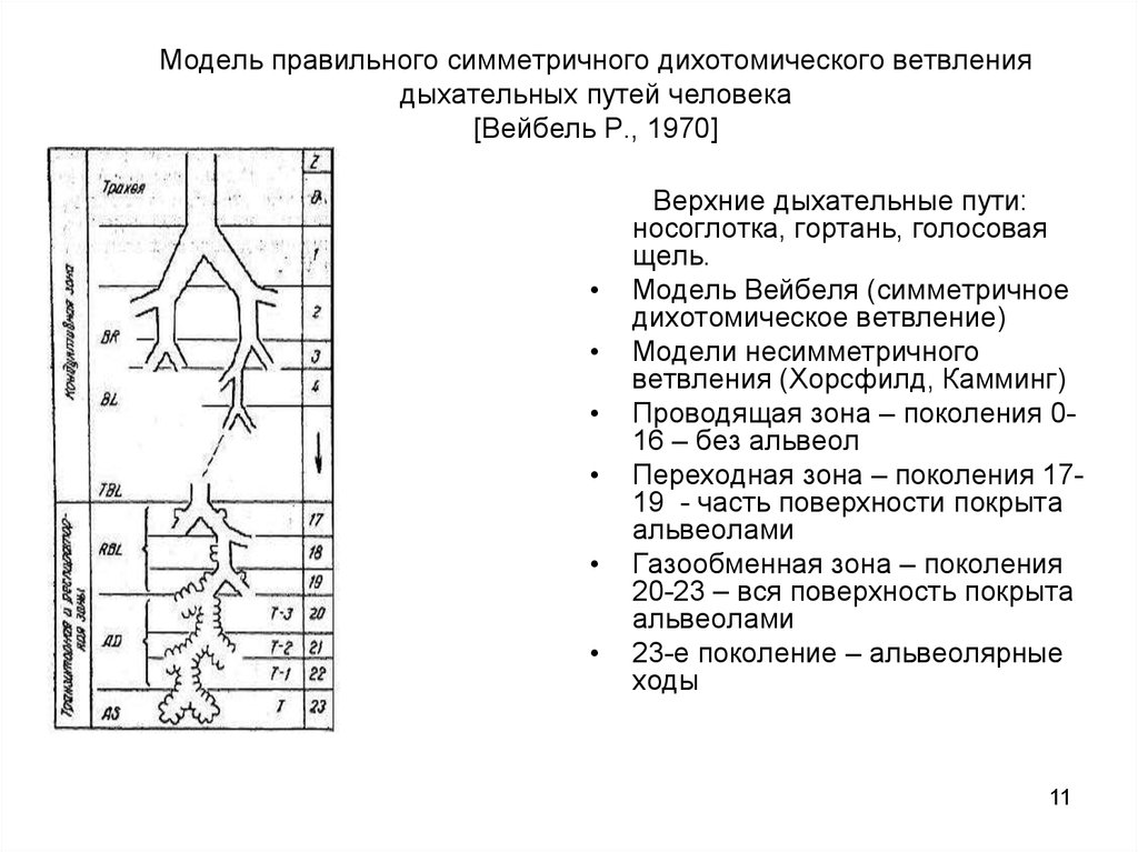 Воздухоносные пути по схеме вейбеля насчитывают