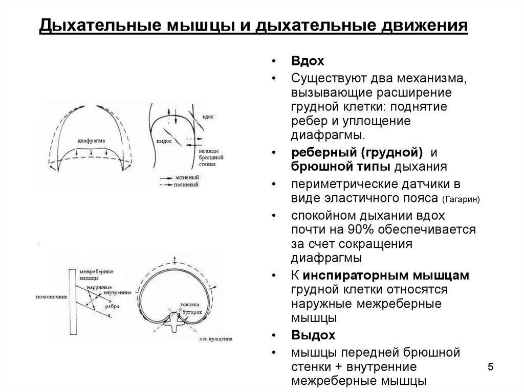 Схема акта дыхания