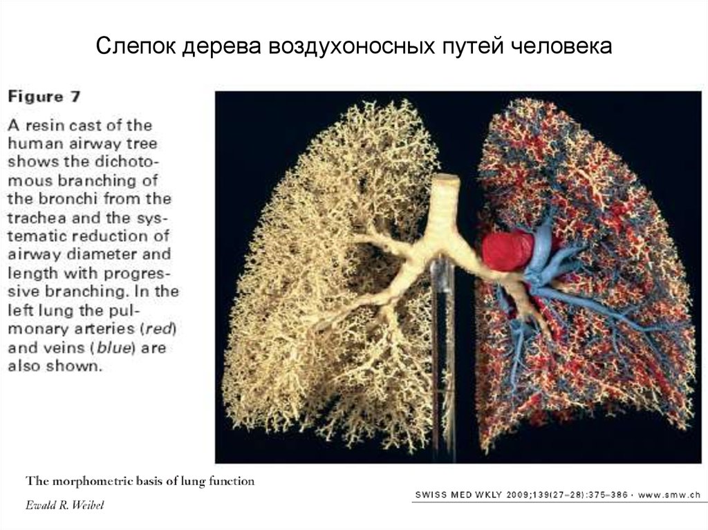 Воздухоносные пути по схеме вейбеля насчитывают