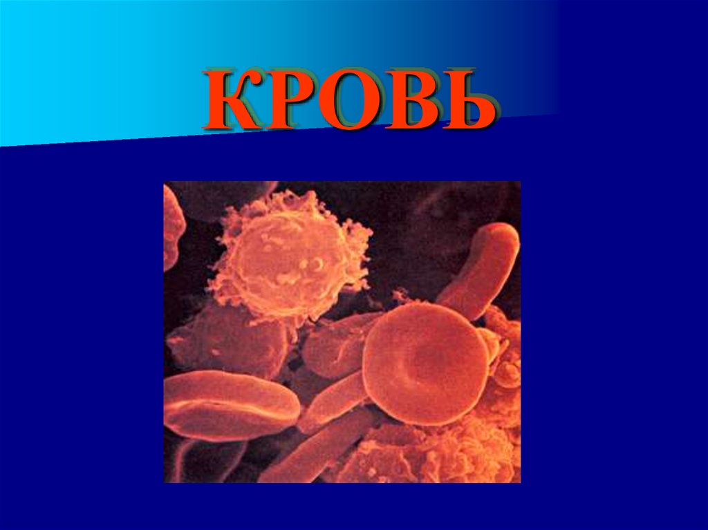 Презентация по биологии по крови