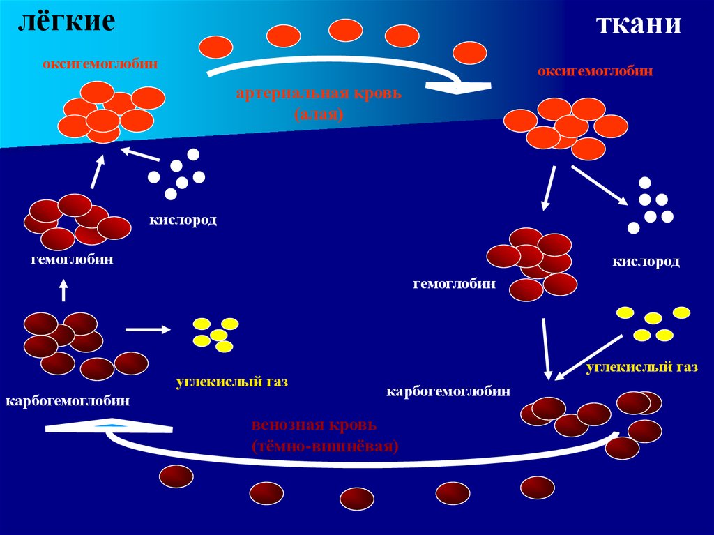 Гемоглобин дыхание. Перенос кислорода гемоглобином схема. Схема переноса кислорода и углекислого газа гемоглобином. Карбогемоглобин. Гемоглобин и оксигемоглобин.