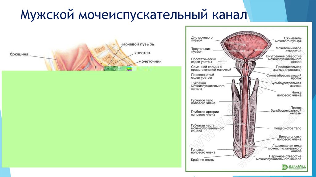 Функции мочеиспускательного канала