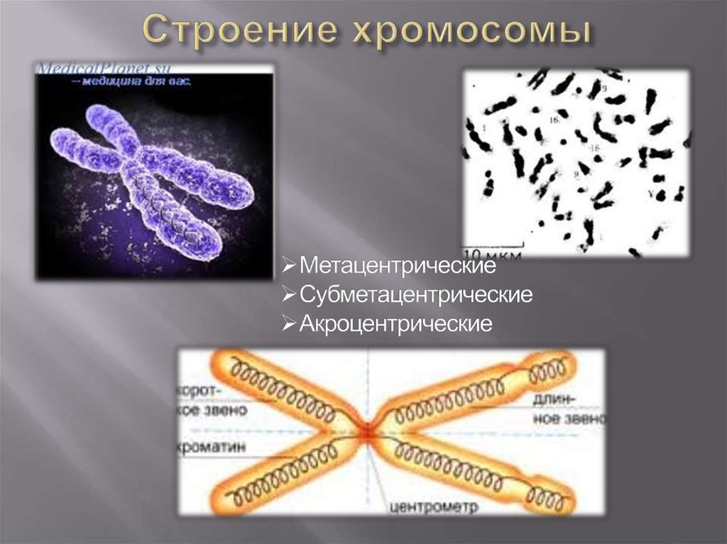 Общий план строения хромосомы