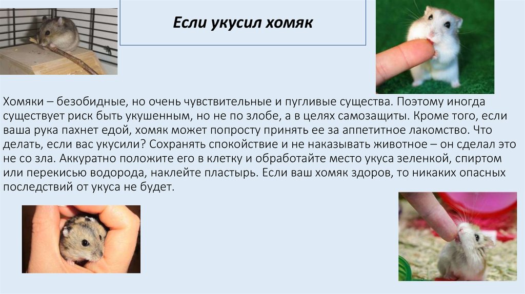 Ключ в хомяке в правом углу. Укус джунгарского хомяка. Джунгарский хомяк кусается.