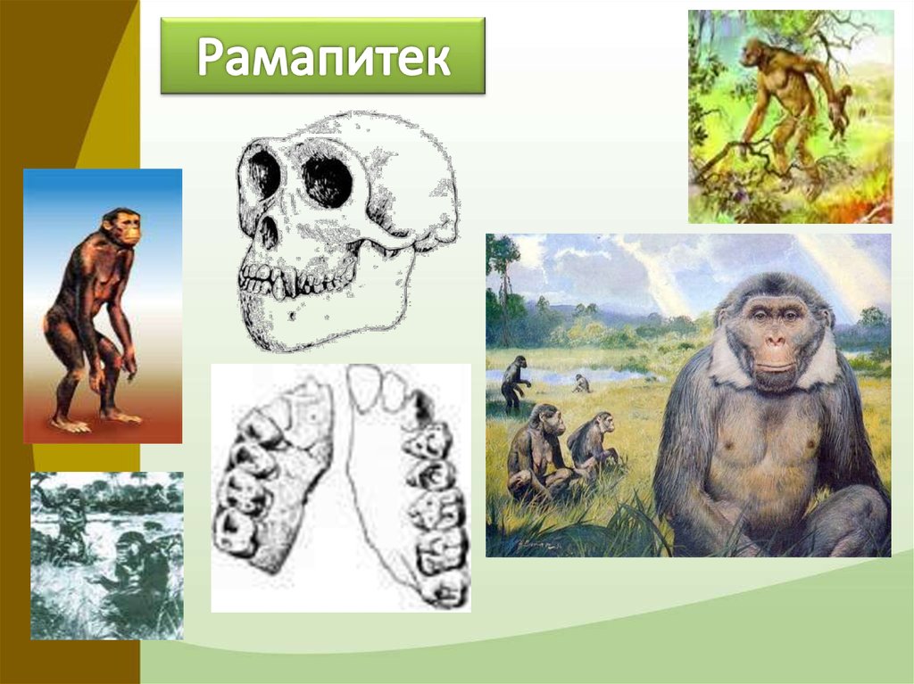 Происхождение человека 9 класс биология презентация