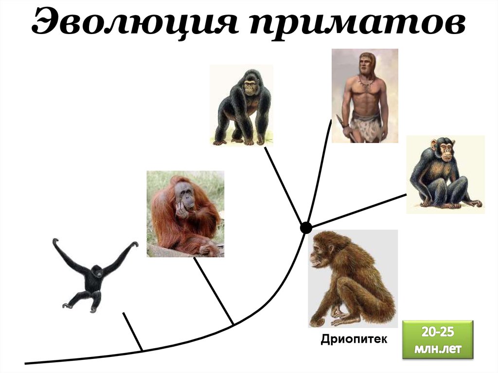 Схема классификация приматов