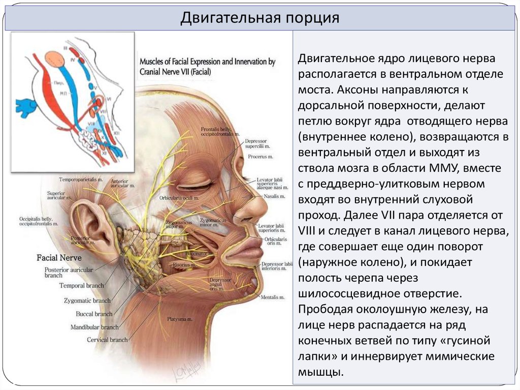 Боли тройничного лицевого нерва. Тройничный нерв на лице. Тройничный нерв на лице симптомы. Третичный нерв на лице. Лицевой нерв и тройничный нерв.