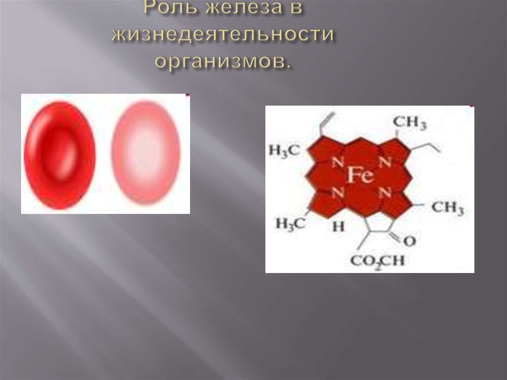 Железо в организме. Роль железа в жизнедеятельности организмов. Биологическая роль железа в организме человека. Роль железа в жизни человека. Роль железа в жизни живых организмов..