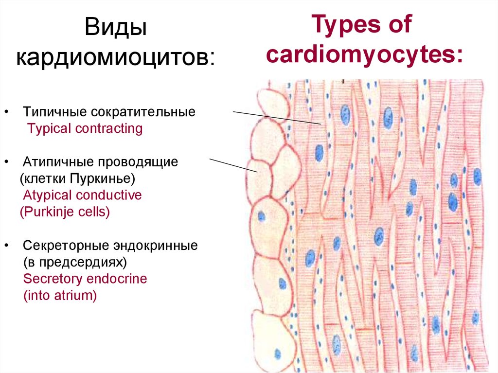 Строение кардиомиоцита схема