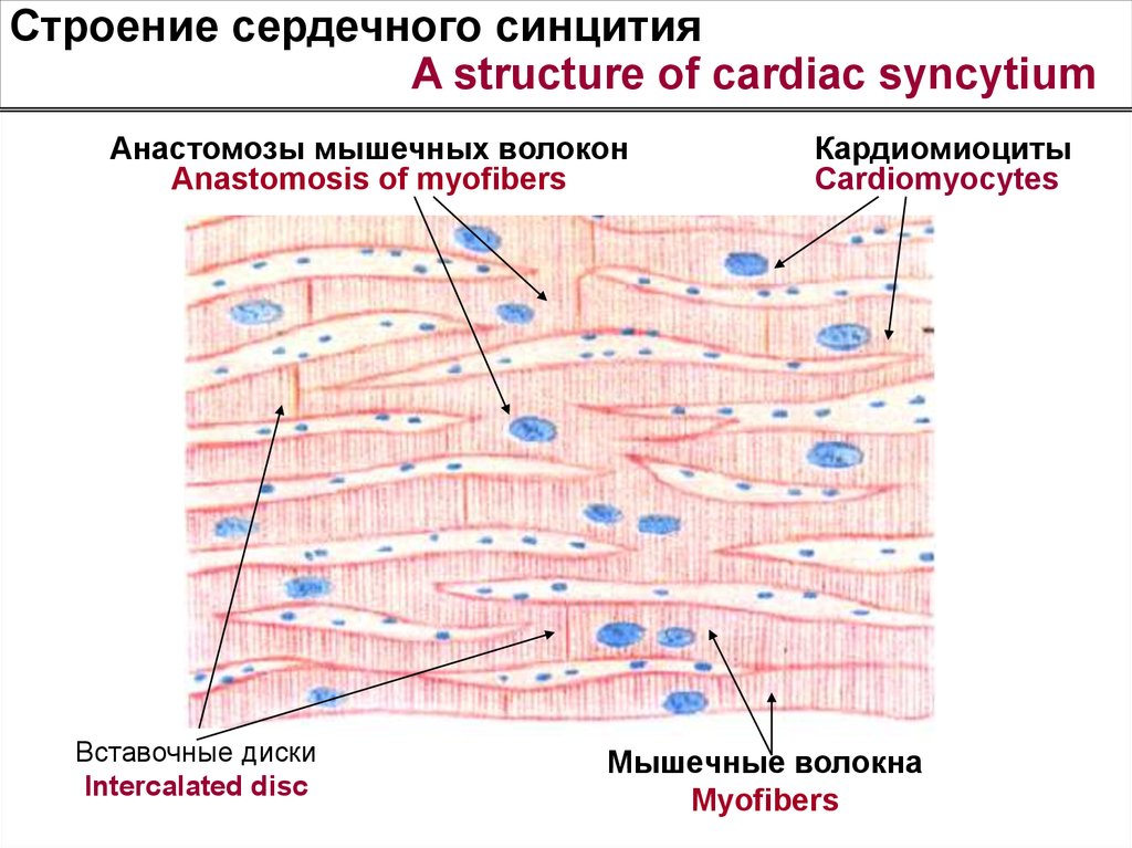 Единица сердечной мышечной ткани