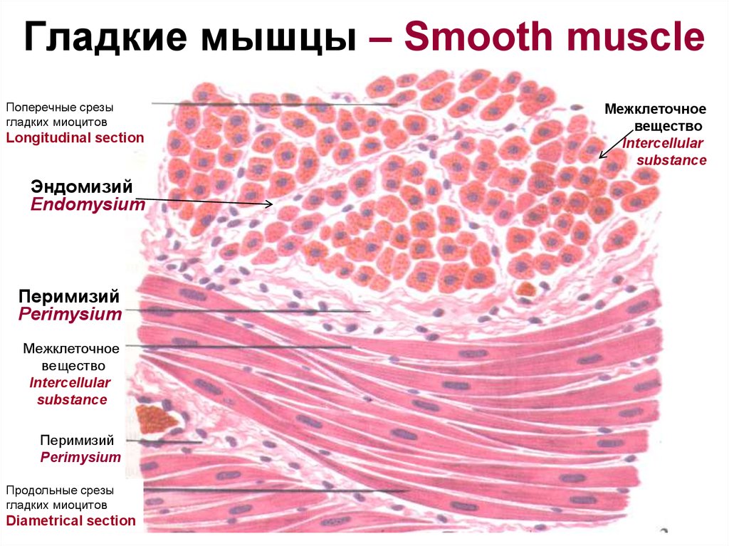 Схема изменения структуры гладкого миоцита до и после сокращения