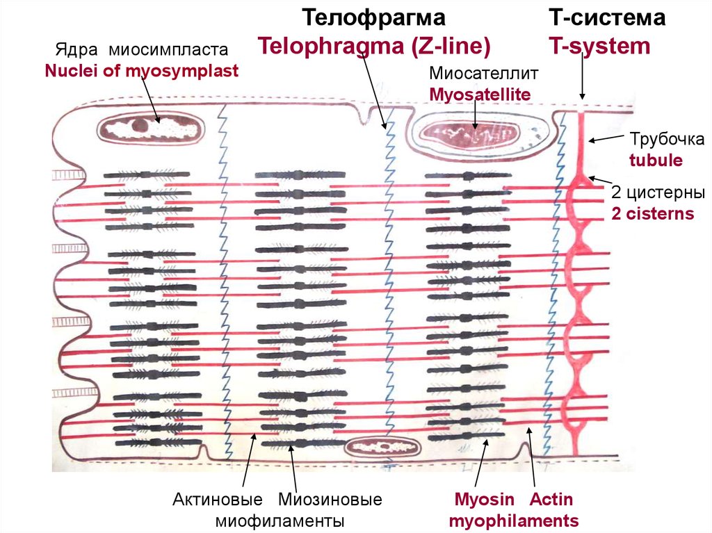 Т система. Т-система мышечного волокна. Строение миосимпласта гистология. Телофрагма мышечного волокна. Т трубочки мышечного волокна.