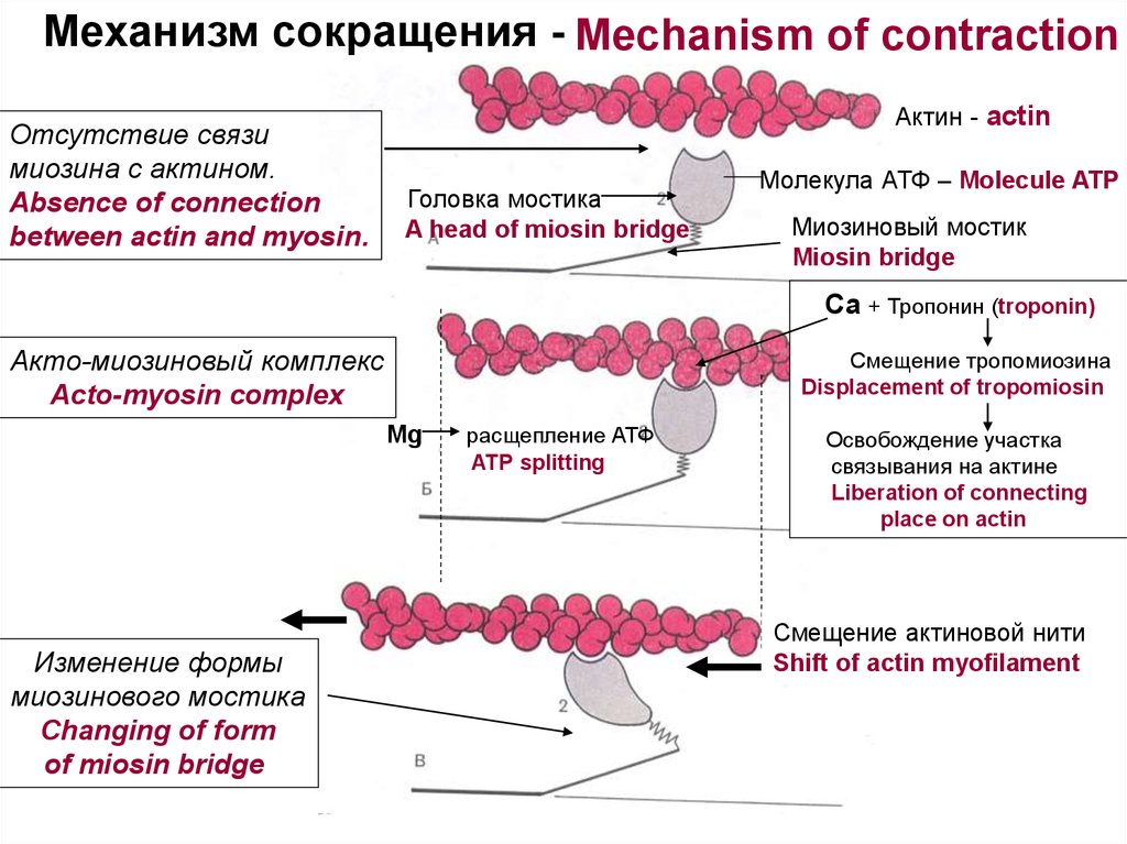 Атф сокращение. Механизм актина и миозина. Актин миозиновый мостик. АТФ В мышечном сокращении. Роль АТФ В механизмах мышечного сокращения.