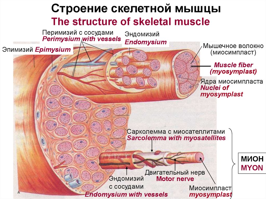 Строение скелетного мышечного волокна. Эндомизий перимизий эпимизий. Структура ткани скелетной мышцы. Строениескелетноц мышцы. Строение склетной мышцы.