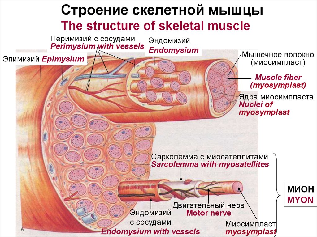 Скелетные мышцы. Эндомизий перимизий эпимизий. Мышечное волокно миосимпласт. Строение скелетной мышцы. Внутреннее строение скелетной мышцы.