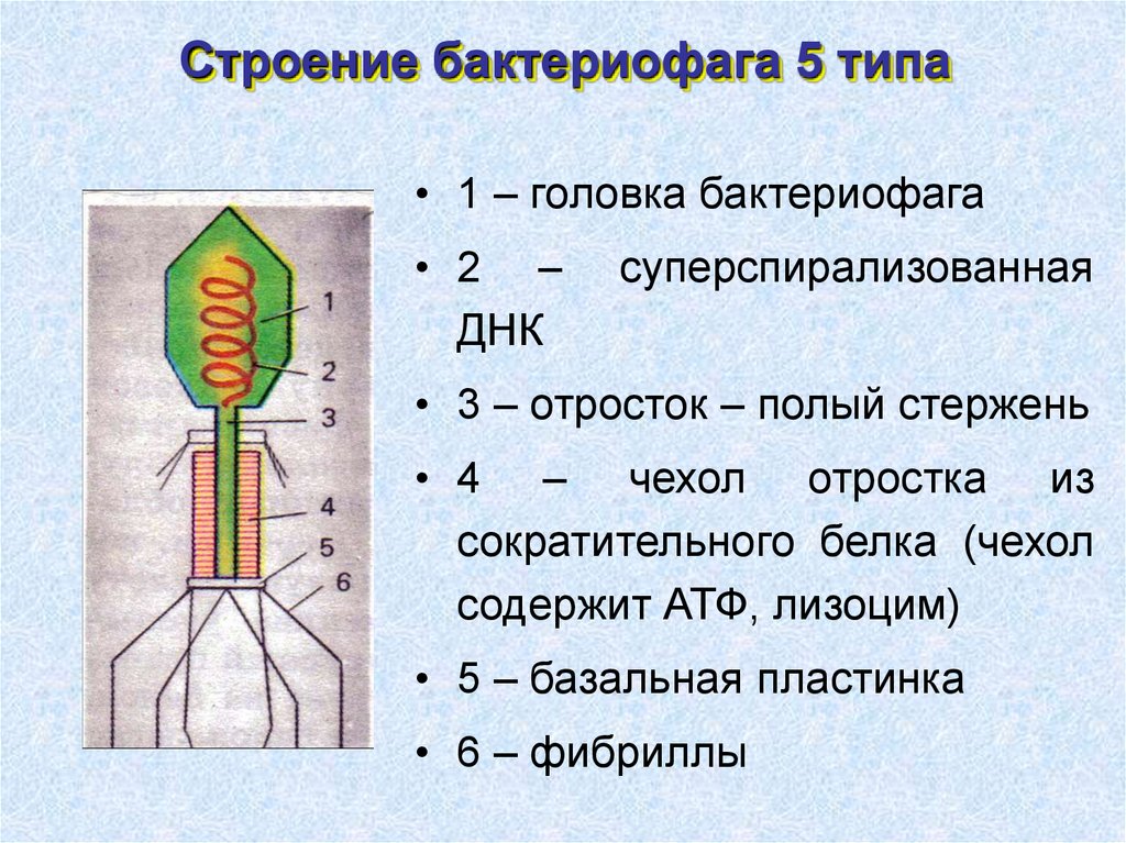 Строение бактериофага 5 типа