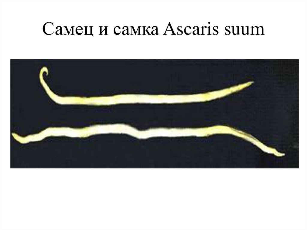 Ascaris suum фото