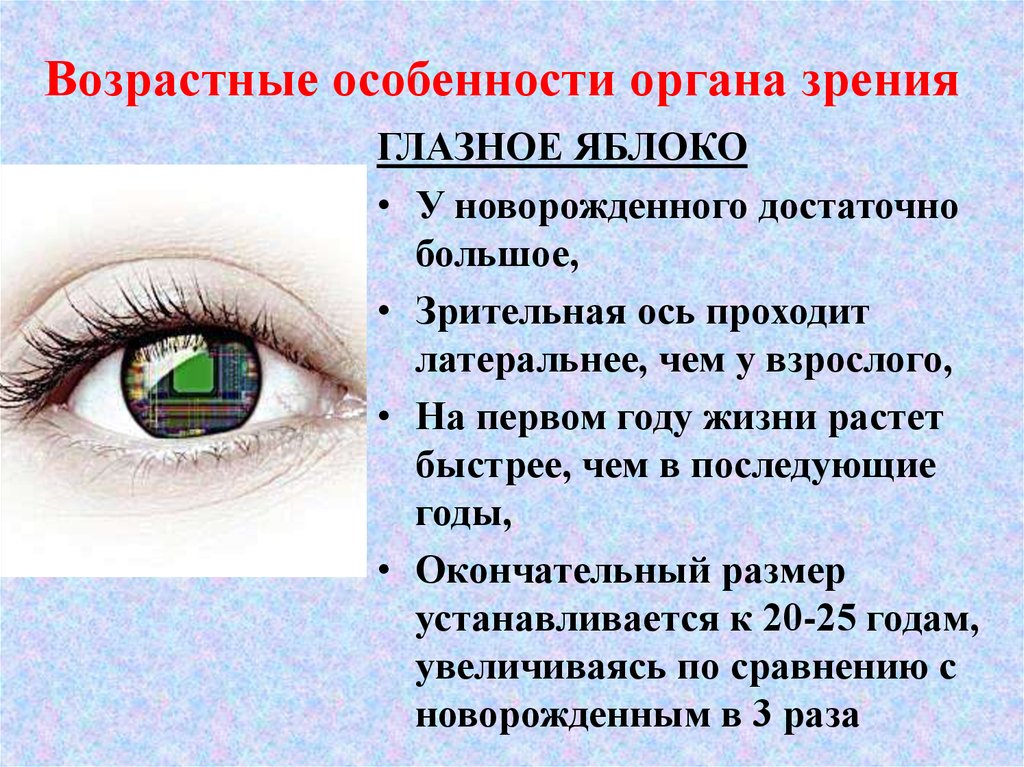Механизм работы зрительного анализатора гигиена зрения. Возрастные особенности глаза. Возрастные особенности органа зрения. Возрастные особенности органа зрения анатомия. Строение зрительного анализатора.