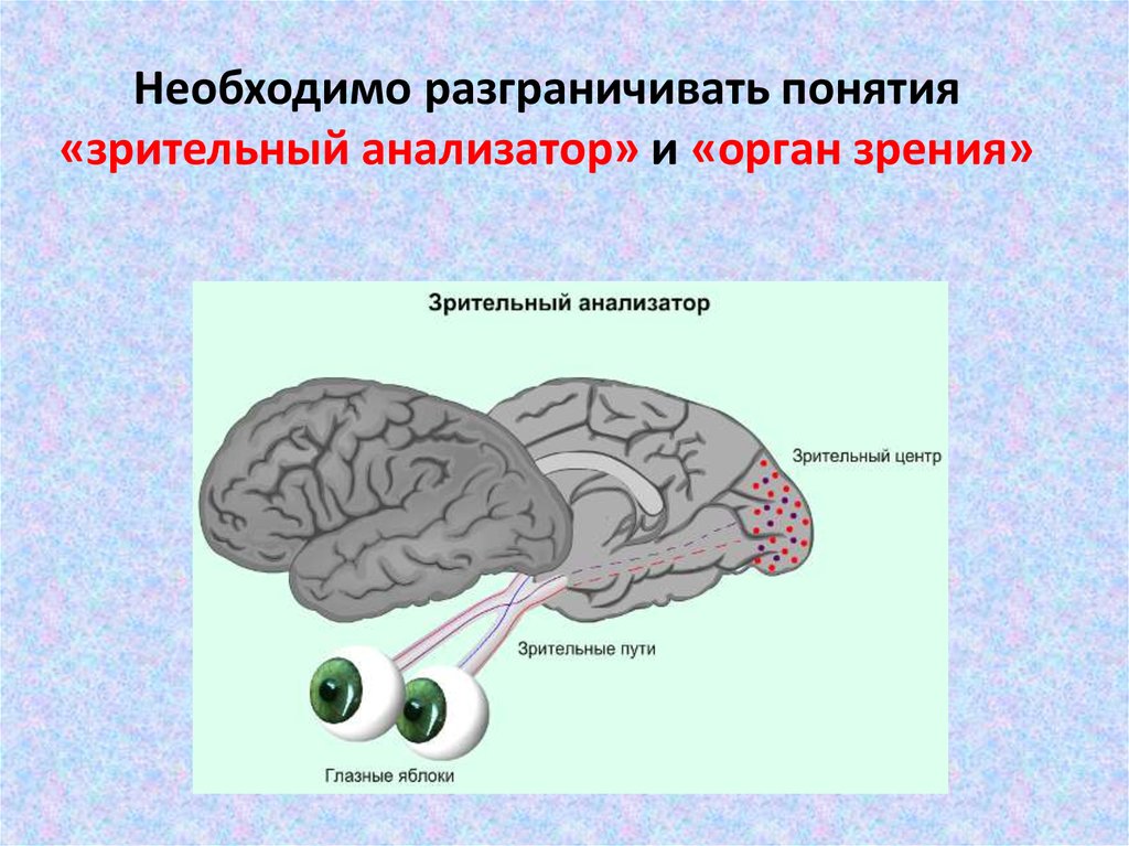 Презентация орган зрения и зрительный анализатор 8 класс