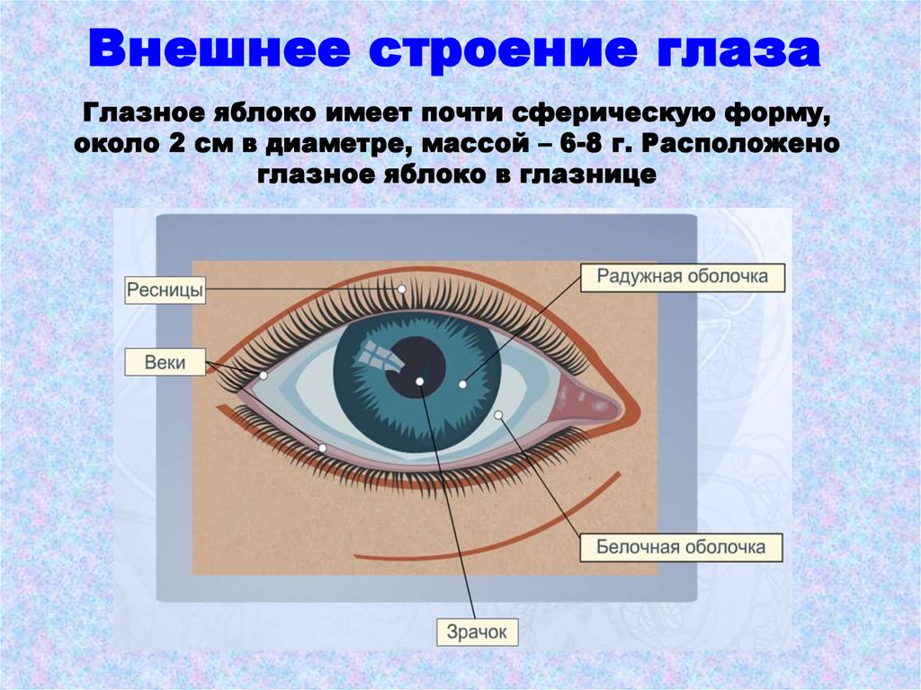 Соответствие между функциями глаза и оболочкой. Внешнее строение глаза. Глаз строение глаза. Наружное строение глаза. Строение глаза человека рисунок.