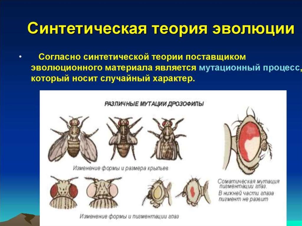 Презентация на тему синтетическая теория эволюции