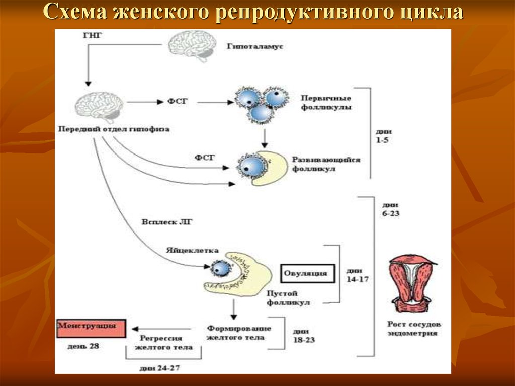 Периоды репродуктивного цикла. Репродуктивный цикл. Женский репродуктивный цикл. Репродуктивный цикл схема. Женский цикл схема.