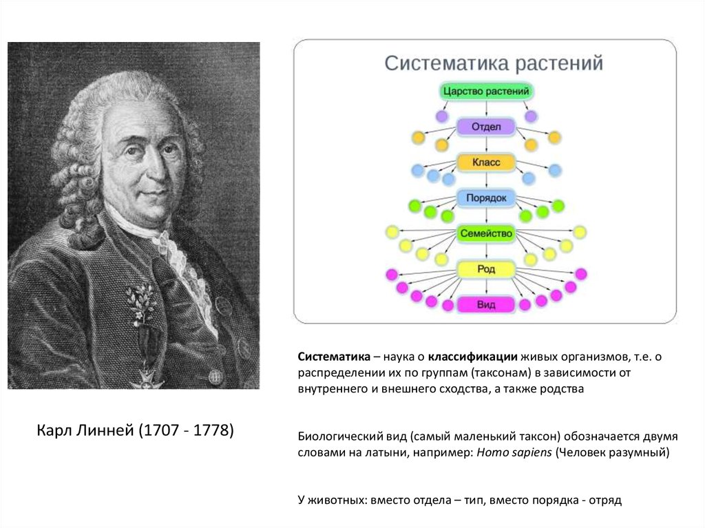 Науки систематики. Основатель классификации живых организмов. Систематика живых организмов 7 класс. Систематика это наука. Наименьшая классификация живых организмов.