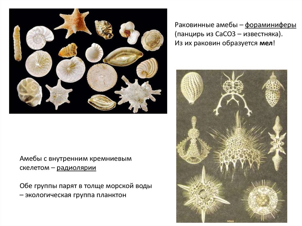 Определи название животного изображенного на рисунке радиолярия солнечник фораминифера амеба протей