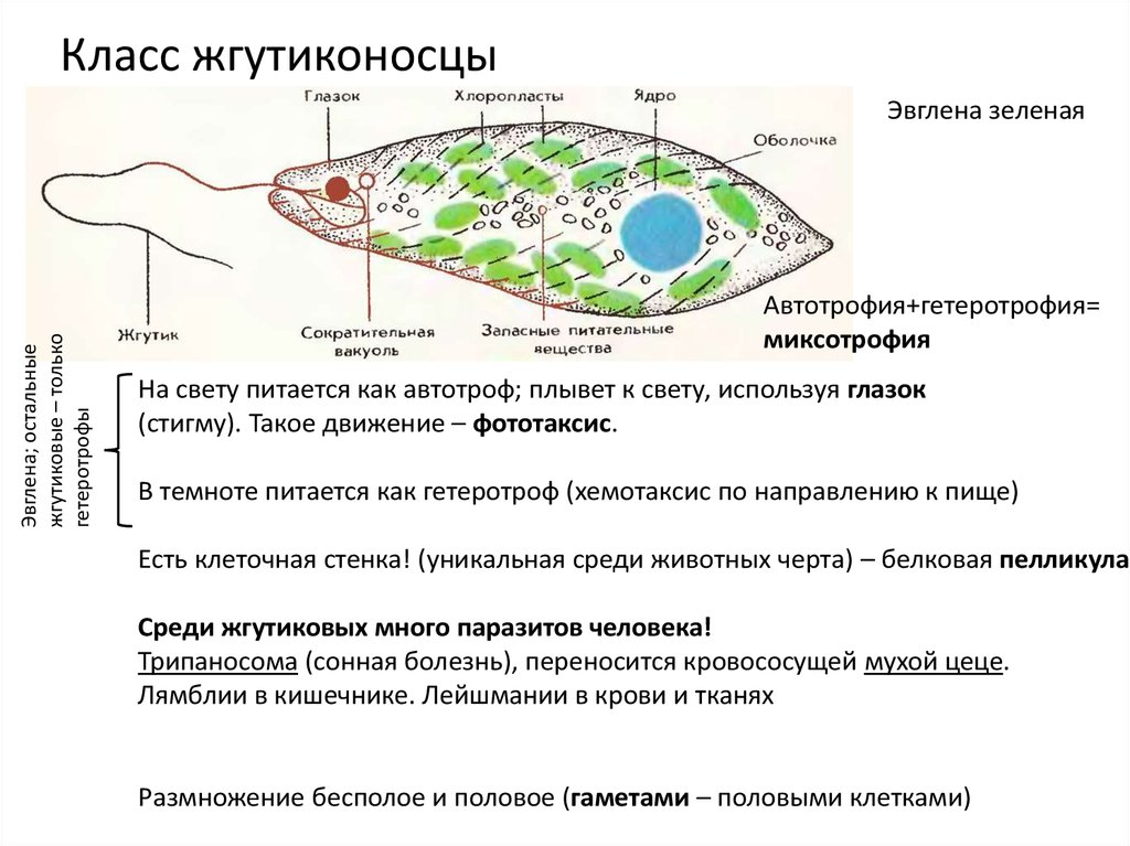 Способность к фототаксису