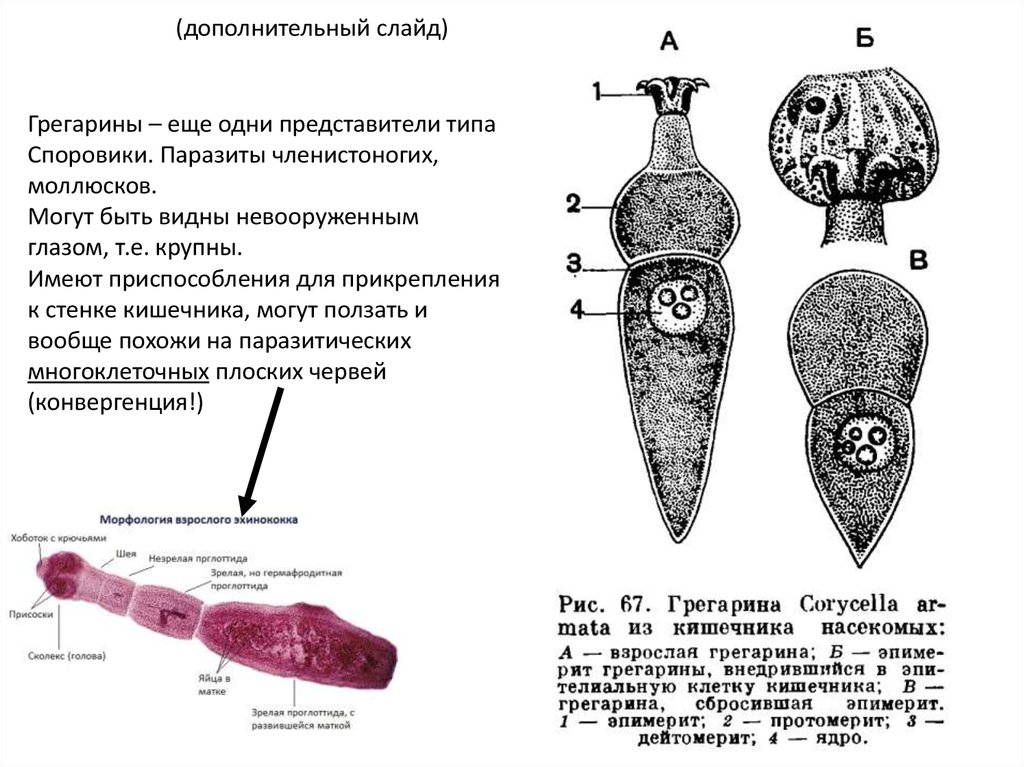 1 одноклеточные организмы не имеющие ядра