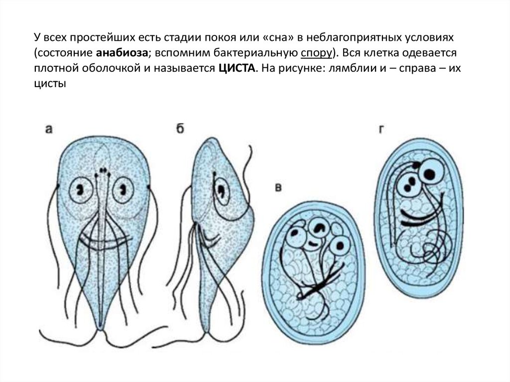 Циста это. Лямблия вегетативная форма и циста. Циста лямблии строение. Лямблия циста строение.