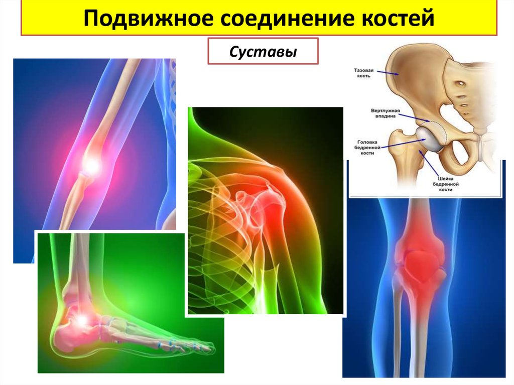 Подвижные соединения. Подвижное соединение костей. Для костей и суставов. Строение скелета человека фото.