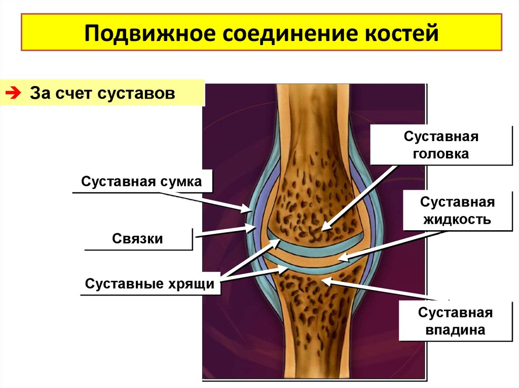 Особенности подвижных соединений. Подвижное соединение костей. Подвижные соединения костей. Типы соединения костей строение сустава. Подвижное соединение сустав.