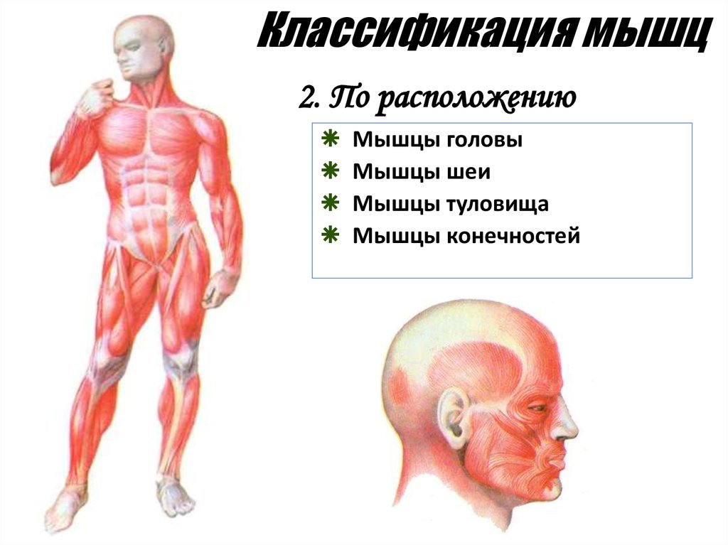 Назовите функции мышц. Мышечная система мышцы тела головы и шеи. Строение и классификация мышцы головы и шеи. Мышцы головы и туловища. Мышцы головы туловища и конечностей.