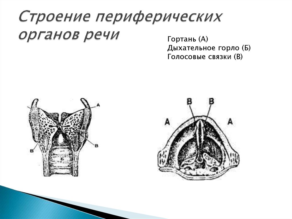 Строение периферических органов речи. Анатомия органов речи. Структура органов речи. Строение речевой системы. Периферический отдел органы рисунок.